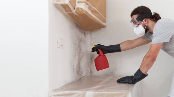 Professional Attic Mold Remediation technician working in Jamestown, NY