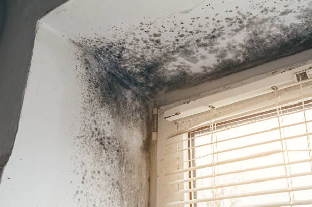 Affordable Attic Mold Remediation solutions in Jamestown, NY